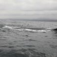 Un grupo de alumnos de la Escuela Hernán Rivera de Cachiyuyo y Fortunato Soza de Carrizalillo tuvieron la oportunidad de apreciar la majestuosidad de las ballenas a través de la […]